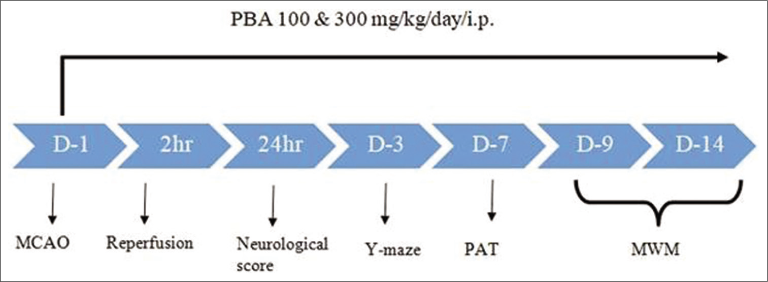 Schematic representation of the study design. D: Day, MCAO: Middle cerebral artery occlusion, PAT: Passive avoidance test, MWT: Morris water maze test.