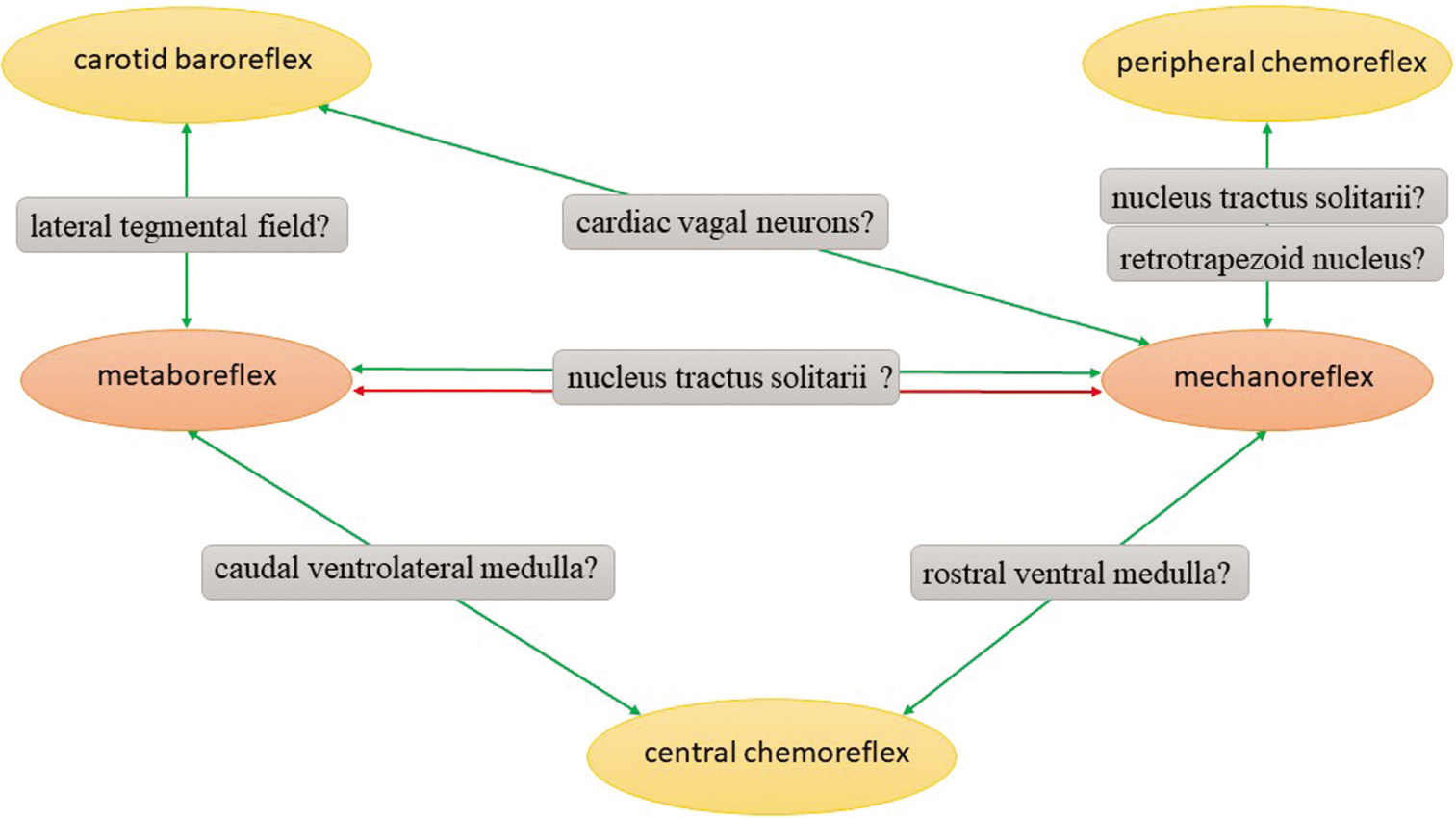 The scheme shows interactions of exercise pressor reflex and their presumable neuroanatomical locations. Green arrows symbolize positive interactions, whereas red arrows reflect negative interactions.