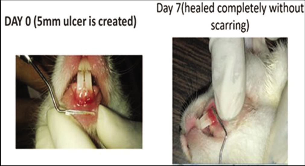 Local folic acid gel application in the rabbits. On day 0, a 5 mm traumatic ulcer was induced in this rabbit belonging to the folic acid gel group. On day 7, the ulcer was completely healed with primary intention without scarring.