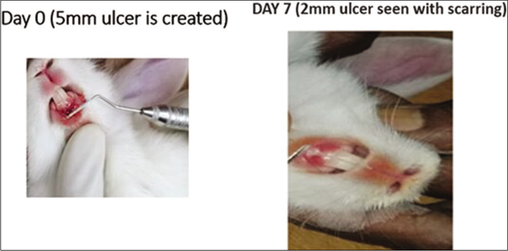 Local triamcinolone oromucosal paste application in the rabbits. On day 0, a 5 mm traumatic ulcer was induced in this rabbit belonging to the triamcinolone paste group. On day 7, the ulcer size reduced to 2 mm with scarring. By the 2nd week, ulcer completely healed with scarring without primary intention.