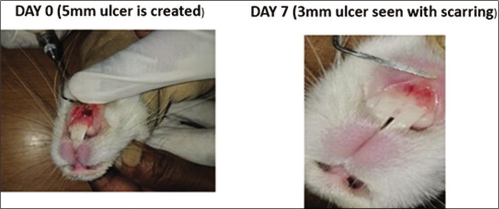 Control group in rabbits. On day 0, a 5 mm traumatic ulcer was induced in this rabbit belonging to the control group. On day 7, the ulcer size reduced to 3 mm with scarring. By the 2nd week, ulcer completely healed with scarring without primary intention.