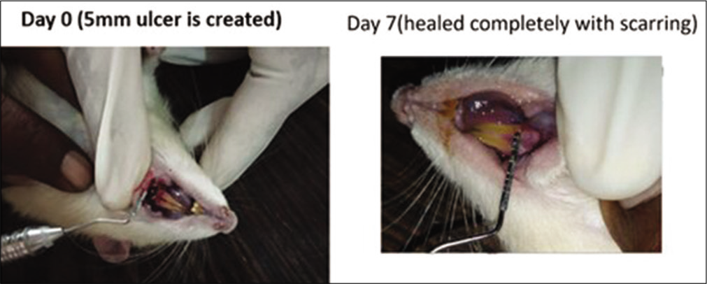 Local folic acid gel application in the rats. On day 0, a 5 mm traumatic ulcer was induced in this rat belonging to the folic acid gel group. On day 7, the ulcer was completely healed with scarring without primary intention.