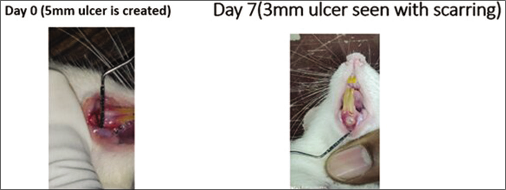 Local triamcinolone oromucosal paste application in the rats. On day 0, a 5 mm traumatic ulcer was induced in this rat belonging to the triamcinolone paste group. On day 7, the ulcer size reduced to 3 mm with scarring. By the 2nd week, ulcer completely healed with scarring without primary intention.