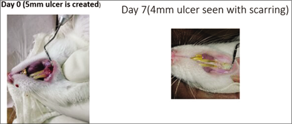 Control group in the rats. On day 0, a 5 mm traumatic ulcer was induced in this rat belonging to the control group. On day 7, the ulcer size reduced to 4 mm with scarring. By the 2nd week, ulcer completely healed with scarring without primary intention.