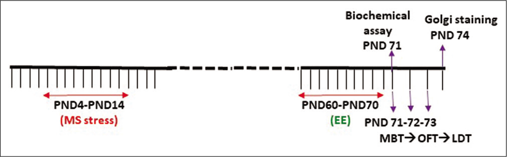 Experimental design depicting the time line of the study.