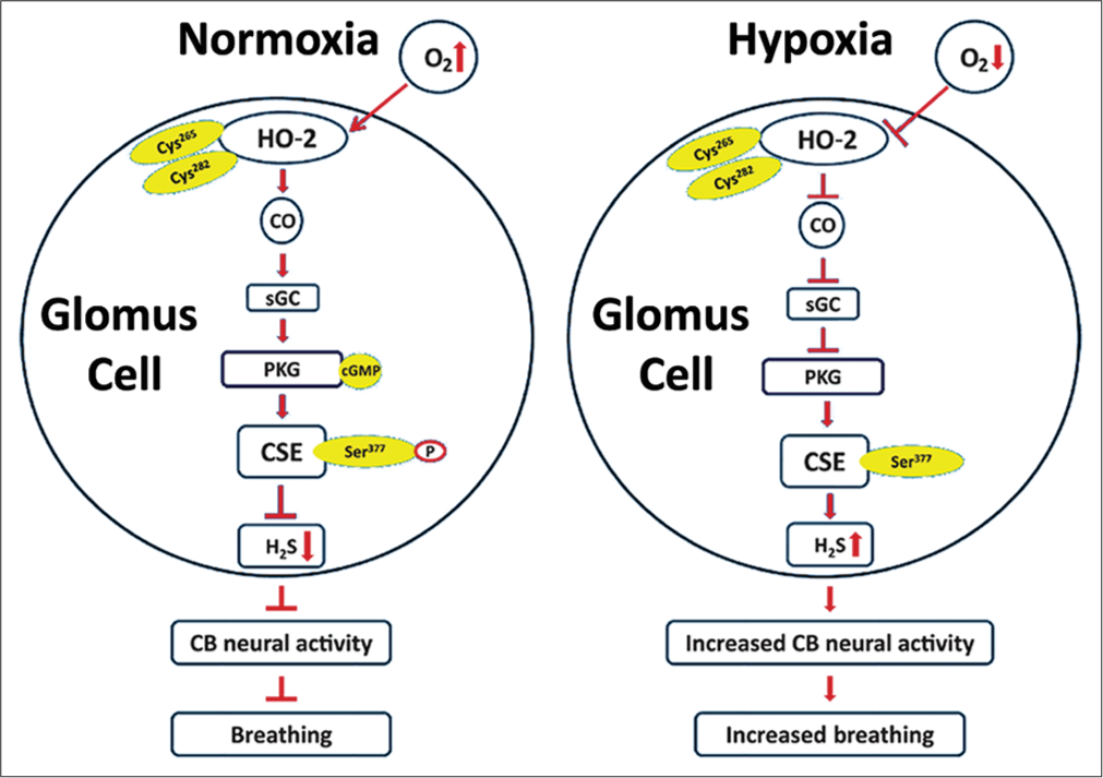 Schematic presentation of the signalling pathways associated with innate O2 sensing by the carotid body (CB) glomus cells involving interplay between three gases—O2, CO and H2S and their impact on CB neural activity and breathing. Cys265 and Cys282 are located in the heme regulatory motif of heme oxygenase (HO)-2. Ser377 is the target residue in the putative PKG recognition sequence in cystathionine gamma-lyase (CSE) (Adapted from Yuan et al., Science Signalling, 2015, 8:373).