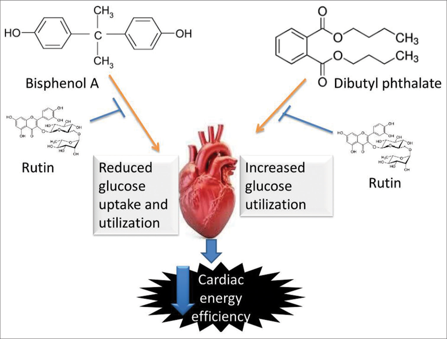 Schematic pathway illustrating the likely pathway through which rutin protect the cardiac tissue from energy inefficiency induced by bisphenol A and dibutyl phthalate.