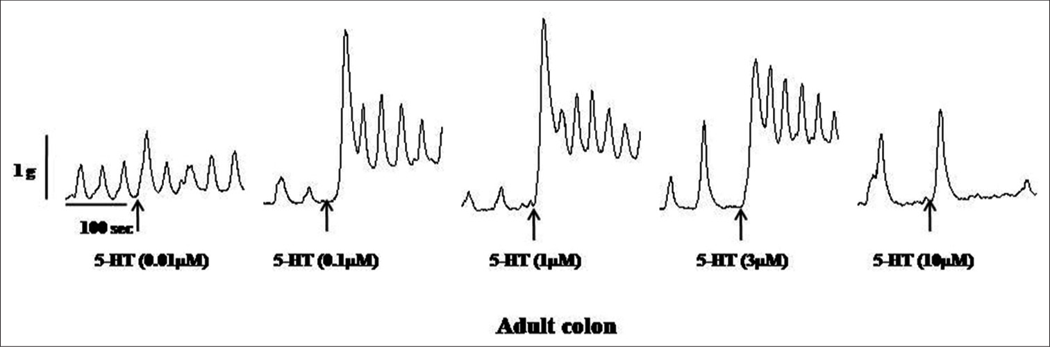 Samples of the original recording of 5-hydroxytryptamine (5 HT) (0.01–10 μM)-induced contractions of the colon from adult rats.