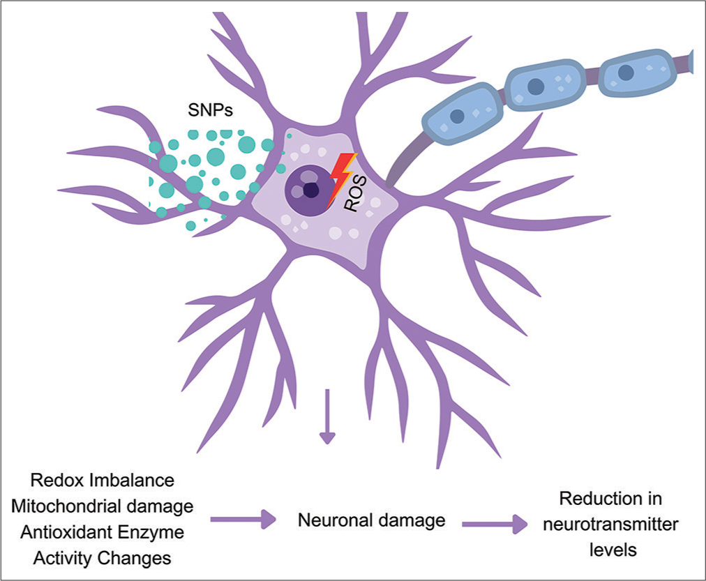 Proposed mechanism of silica nanoparticles (SNPs) induced pathology in the brain of rats treated with intraperitoneal injections of SNPs was administered twice over 24 h. ROS: Reactive oxygen species.
