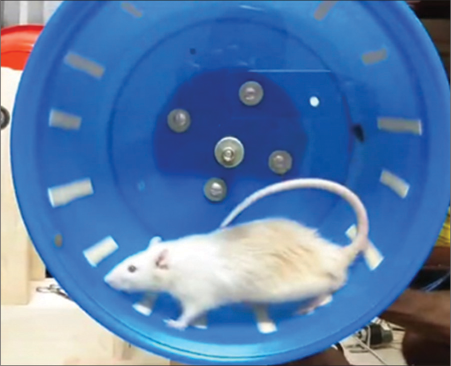 This image shows a Wistar rat exercising inside the motorized rodent wheel.