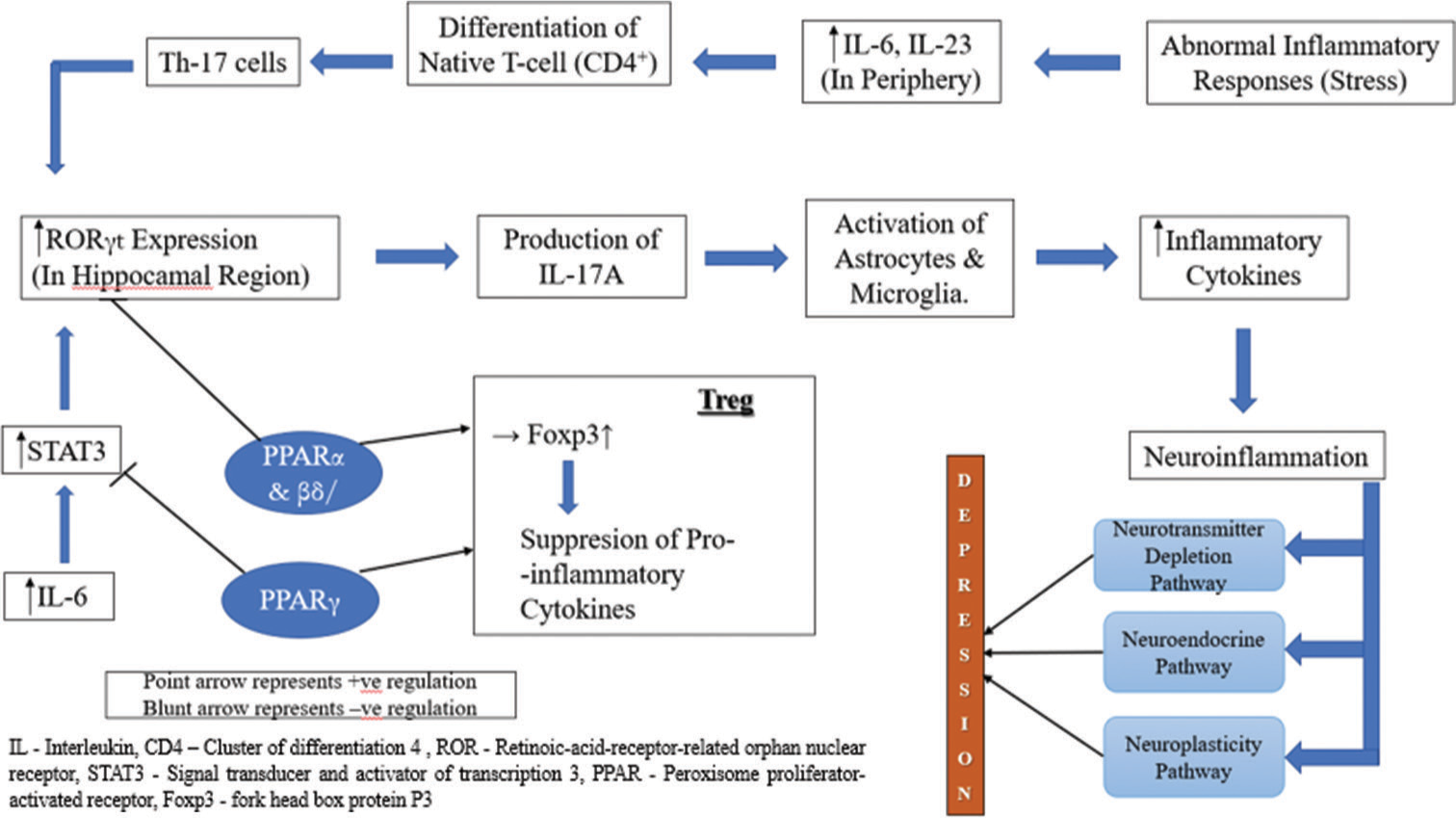 Flow chart of neurotransmitter depletion pathway, neuroendocrine pathway and neuroplasticity pathway. Th-17: T-helper 17 cells, Treg: Regulatory T cells.