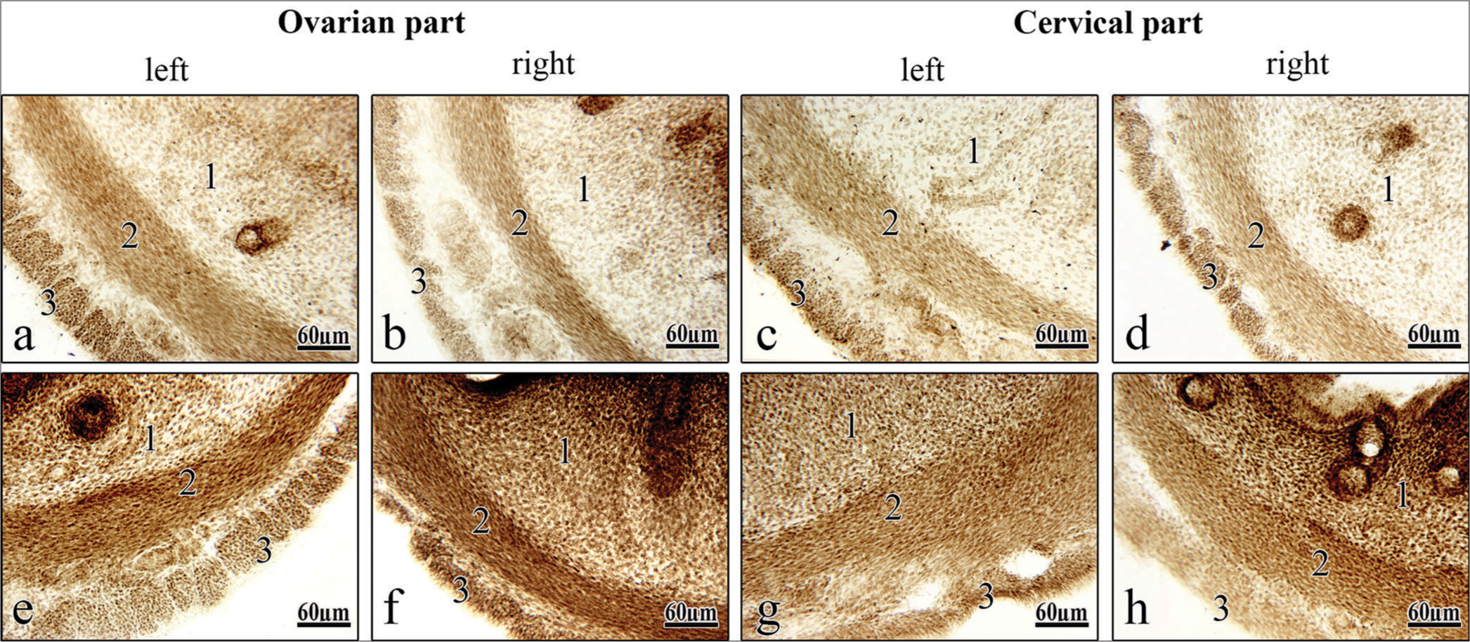 Figure 2: Frontal sections of the rat uterine horns (a-d)- in norm and (e-h)- under the effect of oxytocin , 1 – mucous membrane; 2 – muscular layer; 3 – serous membrane. (a, b, e, f) – ovarian horn area; (c, d, g, h) - cervical horn area; (a, c, e, g) – left uterine horn; (b, d, f, h) – right uterine horn. Magnification: 160 X (a-h), digital magnification: 8MP.