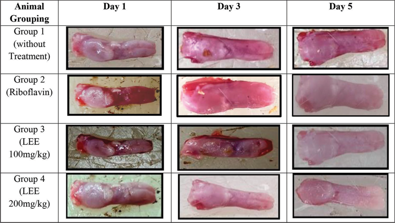 Induction of ulcer using acetic acid on the tongue of the rats. LEE: Leaf ethanolic extract.