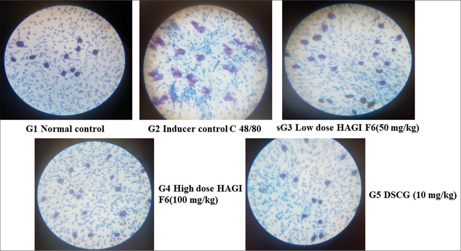 In vivo mast cell stabilising effect of F6 fraction of hydro-alcoholic fractions of Garcinia indica and disodium cromoglycate standard drug in Compound 48/80-induced mast cell degranulation in rat mesentery. HAGI: Hydro-alcoholic fractions of Garcin, DSCG: Disodium cromoglycate